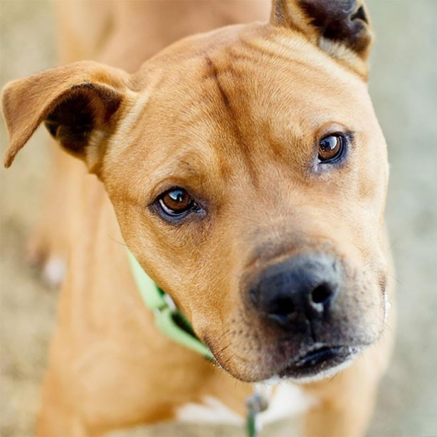 Foto - Dünyanın en fotojenik köpekleri