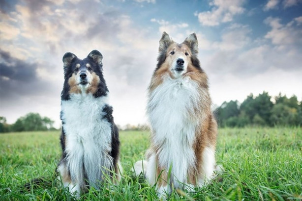 Foto - Dünyanın en fotojenik köpekleri
