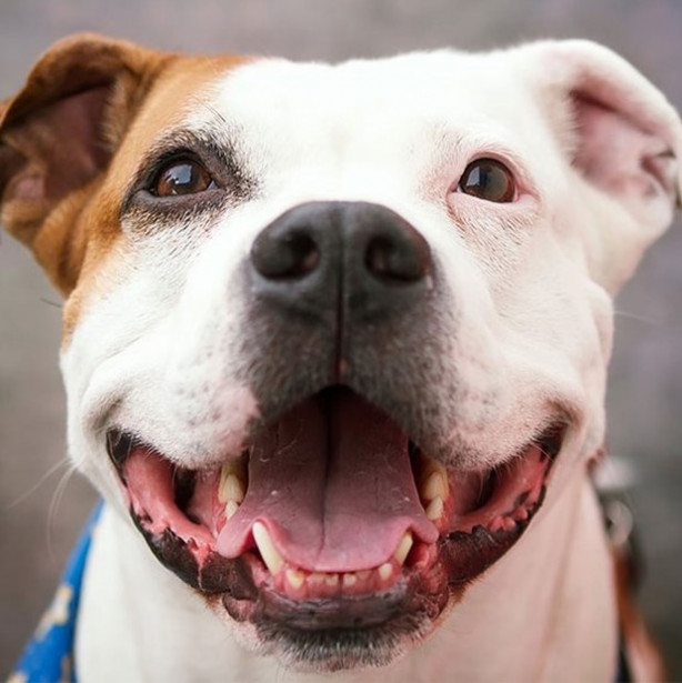 Foto - Dünyanın en fotojenik köpekleri