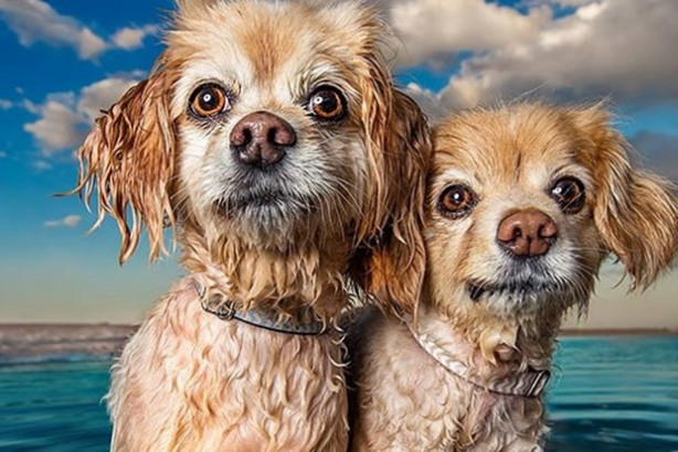 Foto - Dünyanın en fotojenik köpekleri