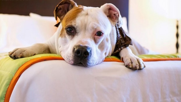 Foto - Dünyanın en fotojenik köpekleri