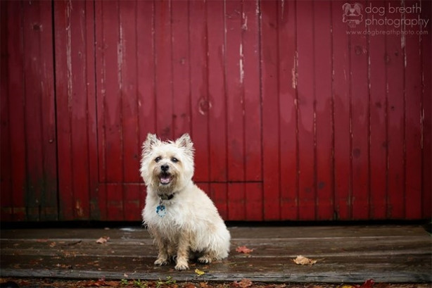 Foto - Dünyanın en fotojenik köpekleri