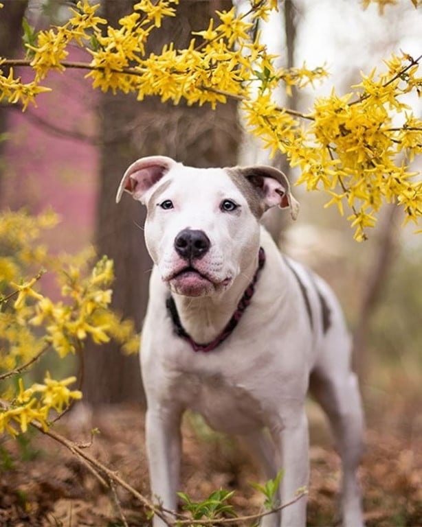 Foto - Dünyanın en fotojenik köpekleri