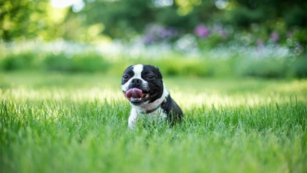 Foto - Dünyanın en fotojenik köpekleri