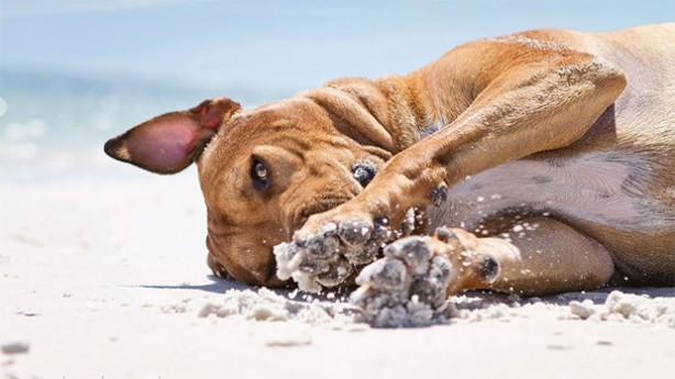 Foto - Dünyanın en fotojenik köpekleri