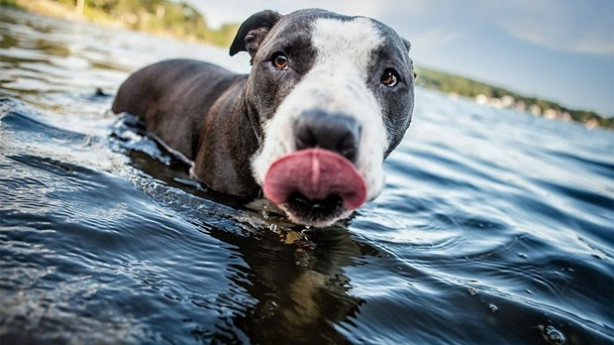 Foto - Dünyanın en fotojenik köpekleri