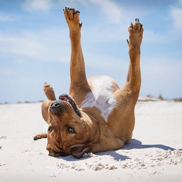 Foto - Dünyanın en fotojenik köpekleri