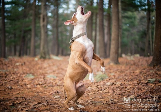 Foto - Dünyanın en fotojenik köpekleri