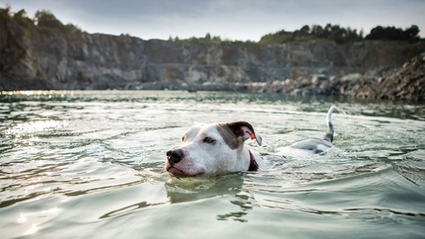 Foto - Dünyanın en fotojenik köpekleri