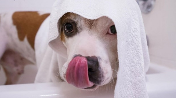 Foto - Dünyanın en fotojenik köpekleri