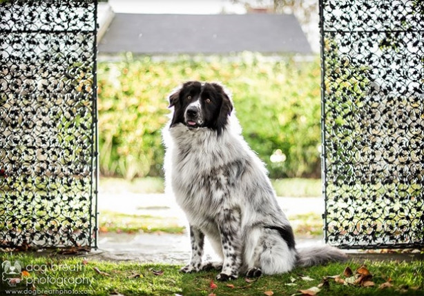 Foto - Dünyanın en fotojenik köpekleri