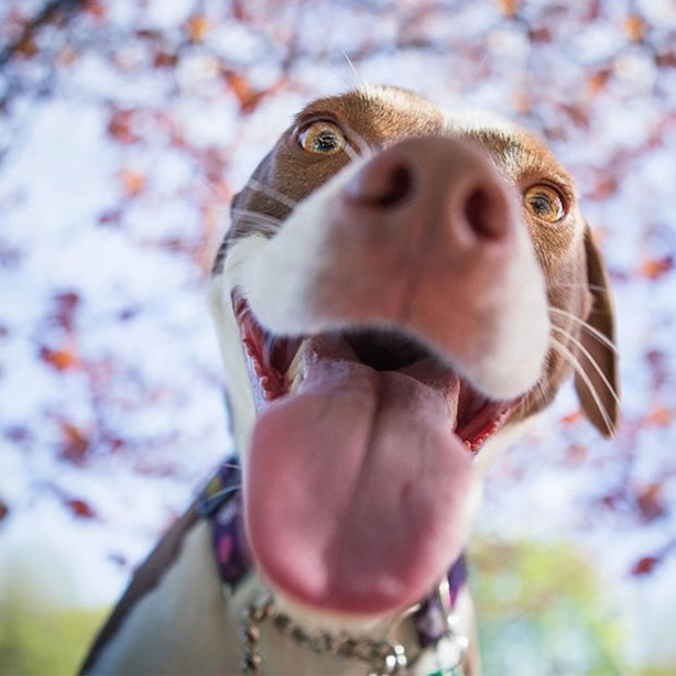 Foto - Dünyanın en fotojenik köpekleri