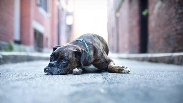Foto - Dünyanın en fotojenik köpekleri