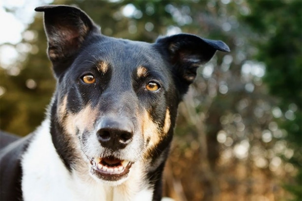 Foto - Dünyanın en fotojenik köpekleri