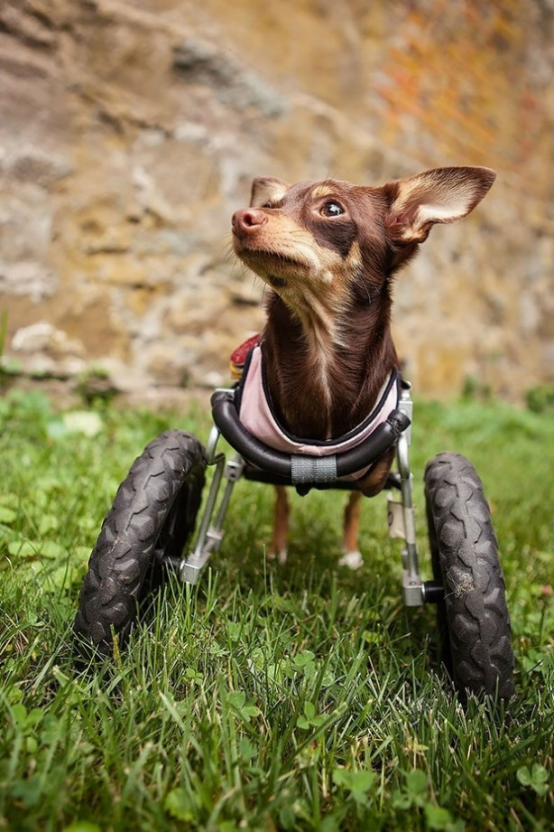Foto - Dünyanın en fotojenik köpekleri