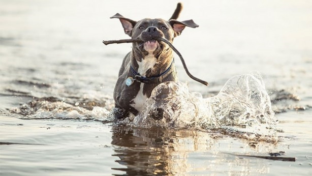 Foto - Dünyanın en fotojenik köpekleri