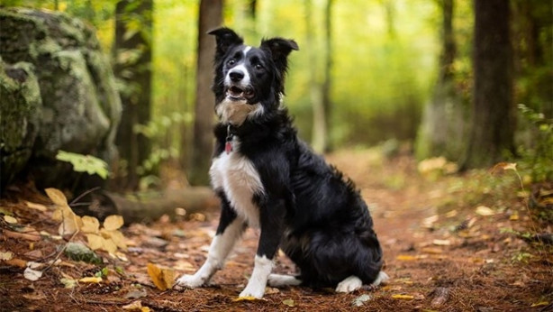 Foto - Dünyanın en fotojenik köpekleri