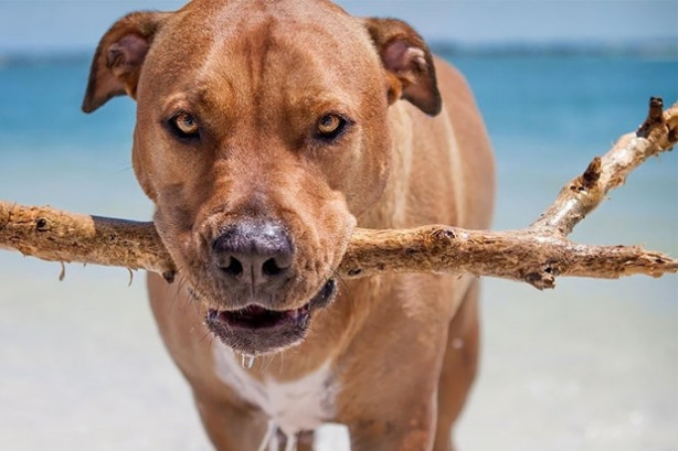 Foto - Dünyanın en fotojenik köpekleri