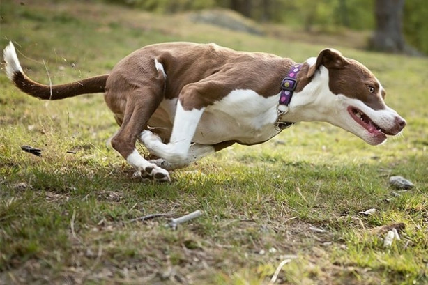 Foto - Dünyanın en fotojenik köpekleri