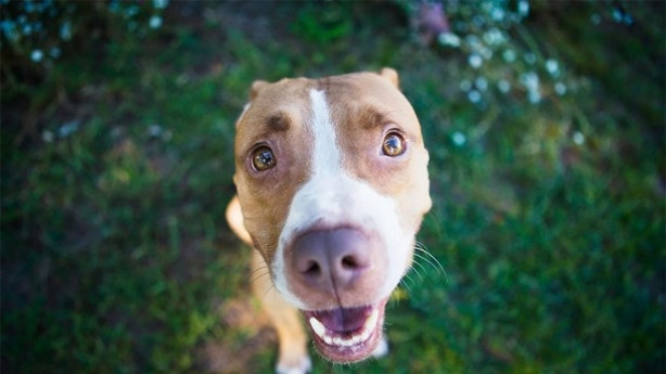 Foto - Dünyanın en fotojenik köpekleri