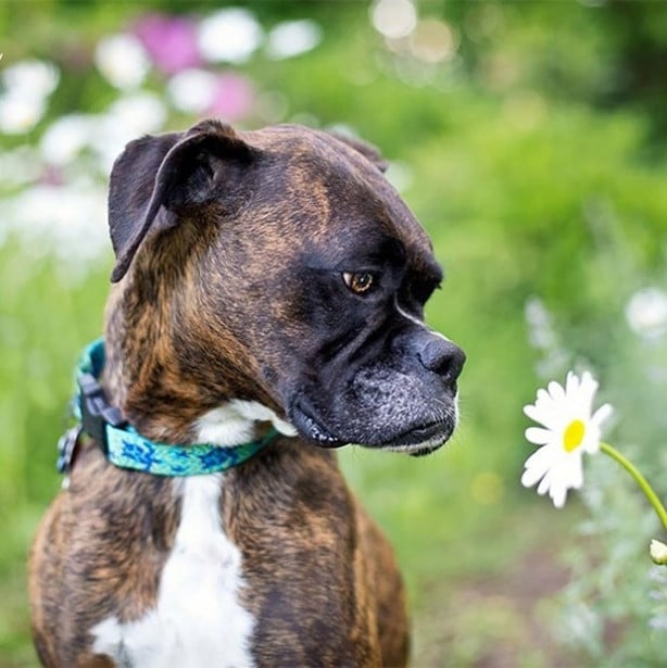 Foto - Dünyanın en fotojenik köpekleri