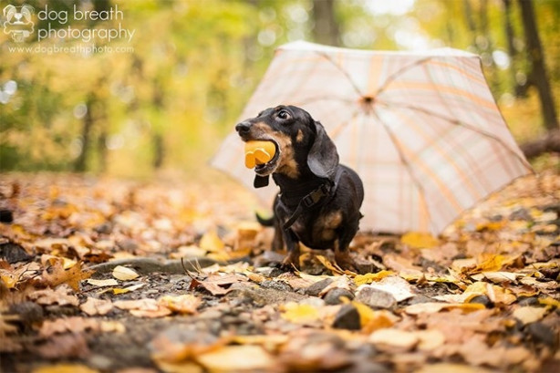 Foto - Dünyanın en fotojenik köpekleri