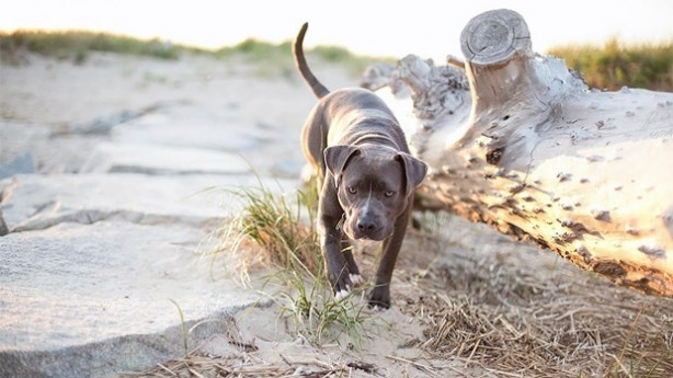 Foto - Dünyanın en fotojenik köpekleri