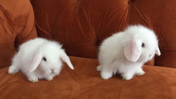 Foto - Dünyanın en garip, birbirinden ilginç yasaklara sahip 10 devleti: Asık suratlı olmak bile yasak! Duyan şok geçirecek