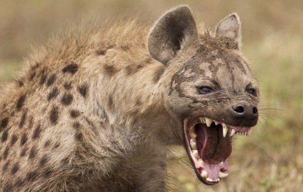 Foto - Dünyanın en güçlü çeneli hayvanları