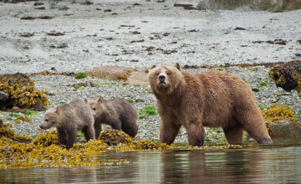 Foto - Dünyanın en güçlü çeneli hayvanları