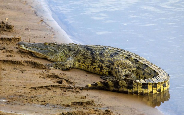 Foto - Dünyanın en güçlü çeneli hayvanları