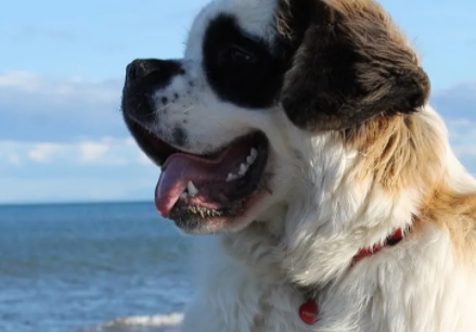 Foto - Dünyanın en güçlüleri! Çarpıcı bilgiler