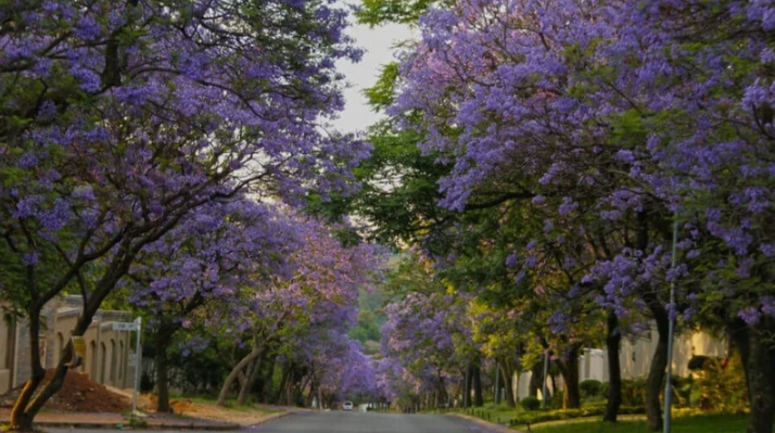 Foto - Dünyanın en güzel sokakları
