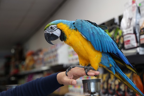 Foto - Dünyanın en havalısı! Fiyatı dudak uçuklattı