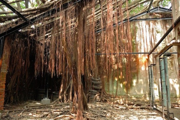 Foto - Dünyanın en ilginç ağacı