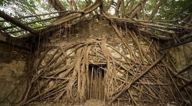 Foto - Dünyanın en ilginç ağacı