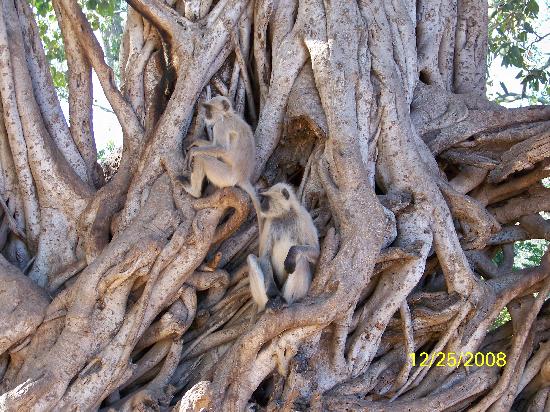 Foto - Dünyanın en ilginç ağacı