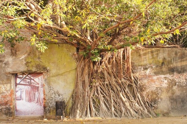 Foto - Dünyanın en ilginç ağacı