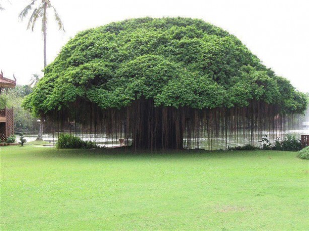 Foto - Dünyanın en ilginç ağacı