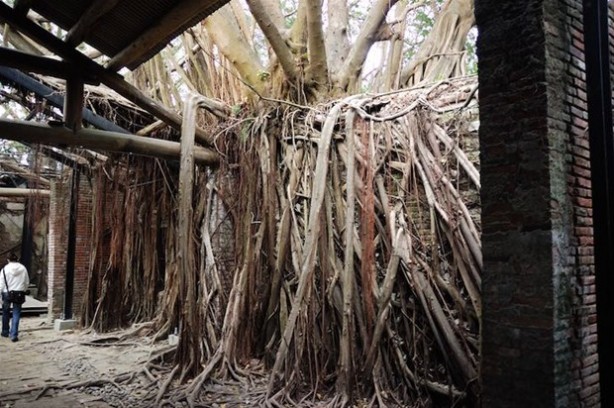 Foto - Dünyanın en ilginç ağacı