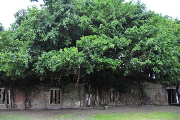 Foto - Dünyanın en ilginç ağacı