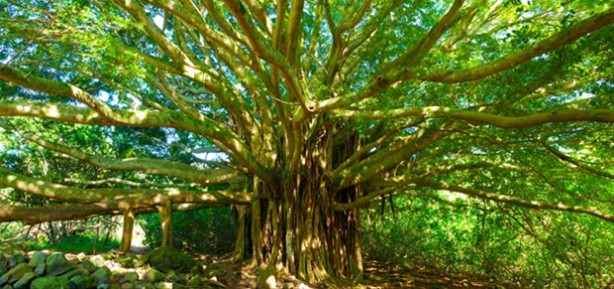 Foto - Dünyanın en ilginç ağacı