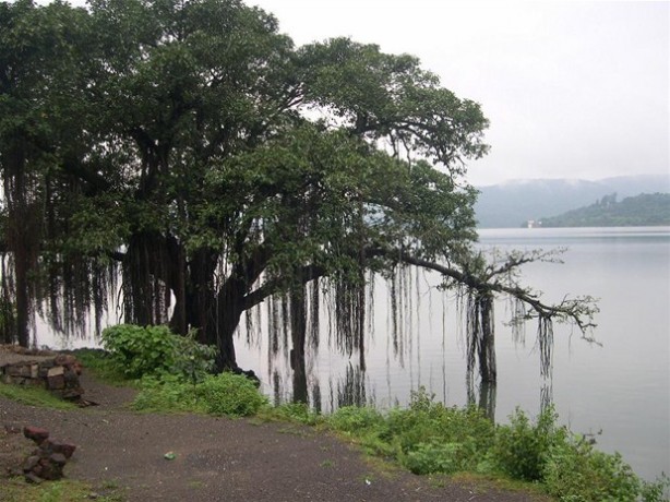 Foto - Dünyanın en ilginç ağacı