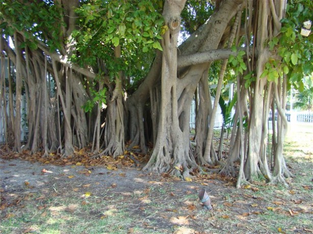 Foto - Dünyanın en ilginç ağacı