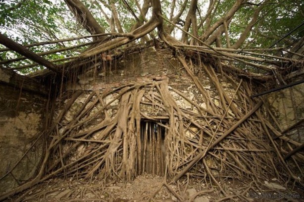 Foto - Dünyanın en ilginç ağacı