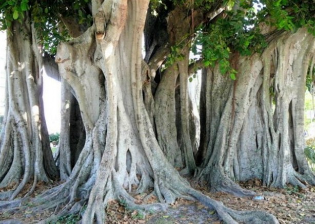 Foto - Dünyanın en ilginç ağacı