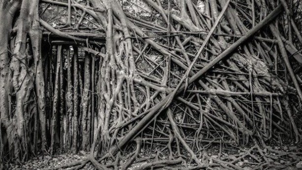 Foto - Dünyanın en ilginç ağacı