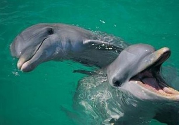 Foto - Dünyanın en ilginç bilgileri