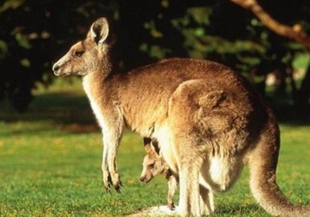 Foto - Dünyanın en ilginç bilgileri