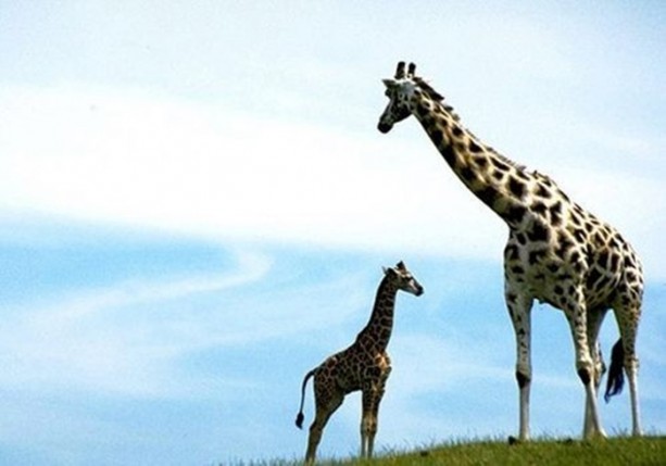 Foto - Dünyanın en ilginç bilgileri